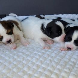Papillon Puppies from Enchanting Papillons