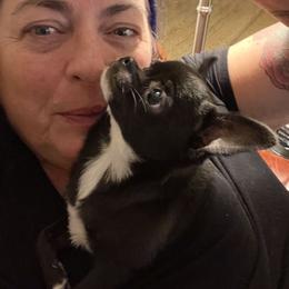 Chihuahua Puppies from Chilove Chihuahuas