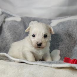 Bax - White male Coton de Tulear puppy in Westfield, North Carolina from Legacy Pets