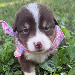 Hazelnut - Red tri-color female Australian Shepherd puppy in Eubank, Kentucky from Red Feather Aussies