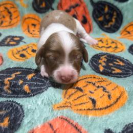 Acorn - Dapple male Dachshund puppy in Mansfield, Missouri from Owens Farm