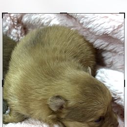 Pomeranian puppies from Pomeranian Puppies