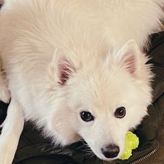 Kiko - American Eskimo Dog