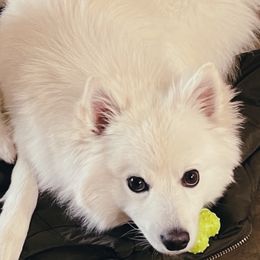 Kiko - American Eskimo Dog