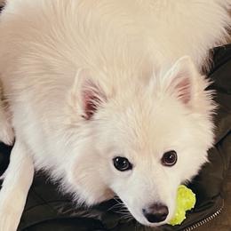 Kiko - American Eskimo Dog