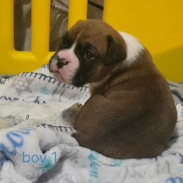 Boy 1 - Fawn male Boxer puppy in Temple, Georgia from B&B Boxers