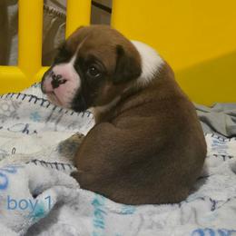 Boy 1 - Fawn male Boxer puppy in Temple, Georgia from B&B Boxers