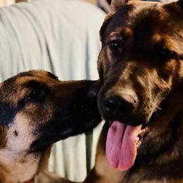 German Shepherds from Stone Creek Farm