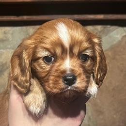 Girl 1 - Ruby female Cavalier King Charles Spaniel puppy in Graysville, Tennessee from Country Goldens and Mountain Top Cavaliers