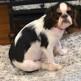 Lady - Red and white female English Toy Spaniel puppy in Pennsylvania from Enchanting Charlies