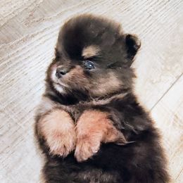 Pomeranian Puppies from Mayhew's Pomeranian Pups