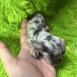 Skippy - Dapple male Dachshund puppy in Chelsea, Oklahoma from Renee's Dachshund's