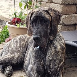 Sage - Great Dane
