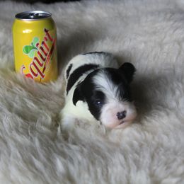 Squirt - Black and white female Havanese puppy in Sunriver, Oregon from Contigo Havanese