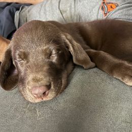 Birdie - Chocolate female Labrador Retriever puppy in Dickson, Tennessee from Cane Creek Labradors