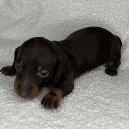 Radar - Chocolate and tan male Dachshund puppy in Mocksville, North Carolina from The Dachs of Hazzard Dachshunds