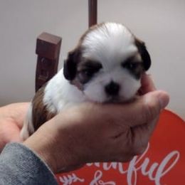 Shih Tzus from Amarilys ShihTzus