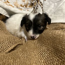 Cavalier King Charles Spaniel and Papillon Puppies from Rohus Puppies