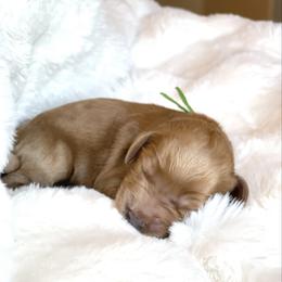 Lilo - Red male Labradoodle puppy in San Antonio, Texas from I Love U Back Labradoodles, LLC