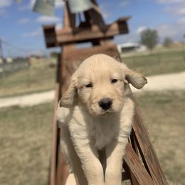 Golden Retriever Puppies from 3 Gun Retrievers