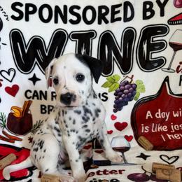 Cabernet - White and black female Dalmatian puppy in Claremore, Oklahoma from Lotsofdots Dalmatians LLC