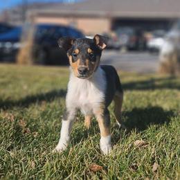 Oolong - Black white and tan male Collie puppy in Eldorado, Kansas from Prairie Creek