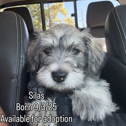 Silas - Black and silver male Miniature Schnauzer puppy in New Caney, Texas from Sadie Miniature Schnauzers