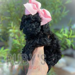 Pepper - Black female Cavapoo puppy in West Jordan, Utah from Ruby's Cavapoos