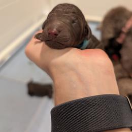 Fennel - Chocolate male Australian Labradoodle puppy in Sturbridge, Massachusetts from Pawlite Best Friends