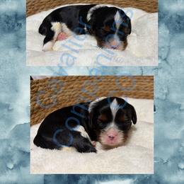 Cavalier King Charles Spaniel and Dachshund Puppies from Cavalier Companions CO.