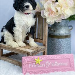 Aussiedoodle and Australian Shepherd Puppies from Dunroamin Farms Australian Shepherds and Aussiedoodles