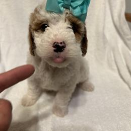 Belinda - Parti female Goldendoodle puppy in Mint Hill, North Carolina from DoodleForever
