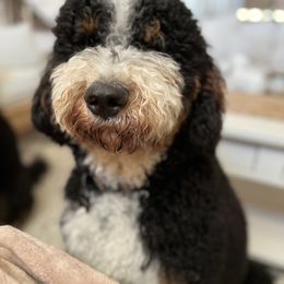 Coach - Bernedoodle