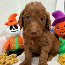Dark Blue - Red  male Goldendoodle puppy in Bakersfield, California from Lavish Doodles