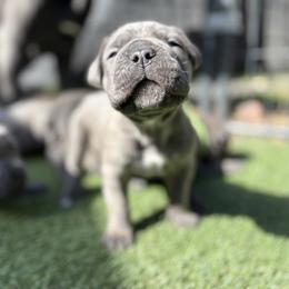Cane Corso and Lowchen Puppies from High Royal Kennel