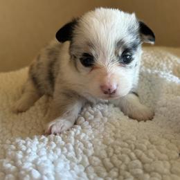 Female puppy 1 - Blue Pembroke Welsh Corgi puppy in Conroe, Texas from Peach Tree Corgi Co.