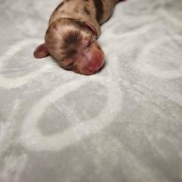 Jenni - Dapple female Dachshund puppy in Modesto, California from Cabrera Family Kennels