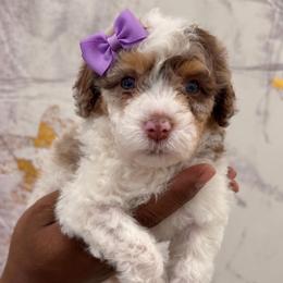 Baby Ruth - Chocolate merle female Bernedoodle puppy in Richmond, Texas from Harper’s Heartbeats