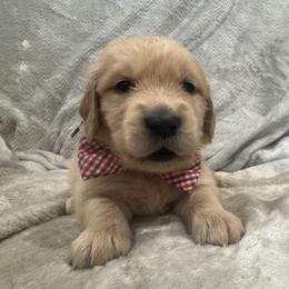 Rudolph: Red collar - Golden male Golden Retriever puppy in Monterey, Tennessee from Lawson’s Green Acres Goldens and Mini Dachshunds