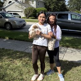 Macintosh - White male Havanese puppy in Clermont, Florida from Country Sweet Havanese and Creative Coaching