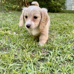 Dachshund Puppies from Southern Doxies Ms