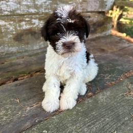 Janet - Parti female Miniature Schnauzer puppy in Clover, South Carolina from Bobo’s Babies Kennels