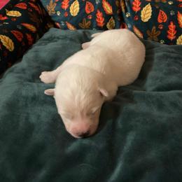 Snowy - White female American Eskimo Dog puppy in Westwego, Louisiana from Connie's American Eskimo Dogs and Mini Australian Shepherd Dogs
