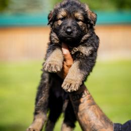 Ember - Sable female German Shepherd puppy in Knowlton Township, New Jersey from Augenblick Kennels