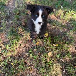 Doug - Black & white male Miniature Australian Shepherd puppy in Phillipsburg, New Jersey from Dusty Dogs Miniature Australian Shepherds