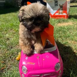 Buzz - Sable male Shih Tzu puppy in Lakewood, Ohio from Purelyshihtzupups