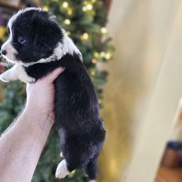 Cupid - White and black Pembroke Welsh Corgi puppy in Austin, Minnesota from Klein Corgi Ranch