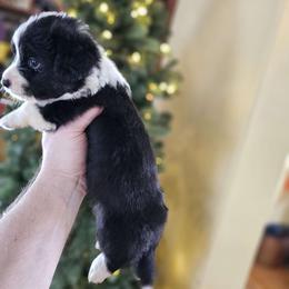 Cupid - White and black Pembroke Welsh Corgi puppy in Austin, Minnesota from Klein Corgi Ranch