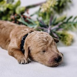 Goldendoodle and Shihpoo Puppies from Stormie's Doodles