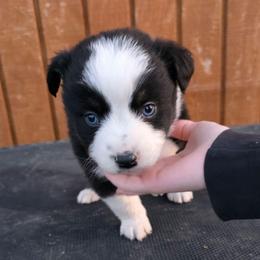 Clyde - Black tri male Miniature Australian Shepherd puppy in Leonard, Texas from Tin Roof Aussies